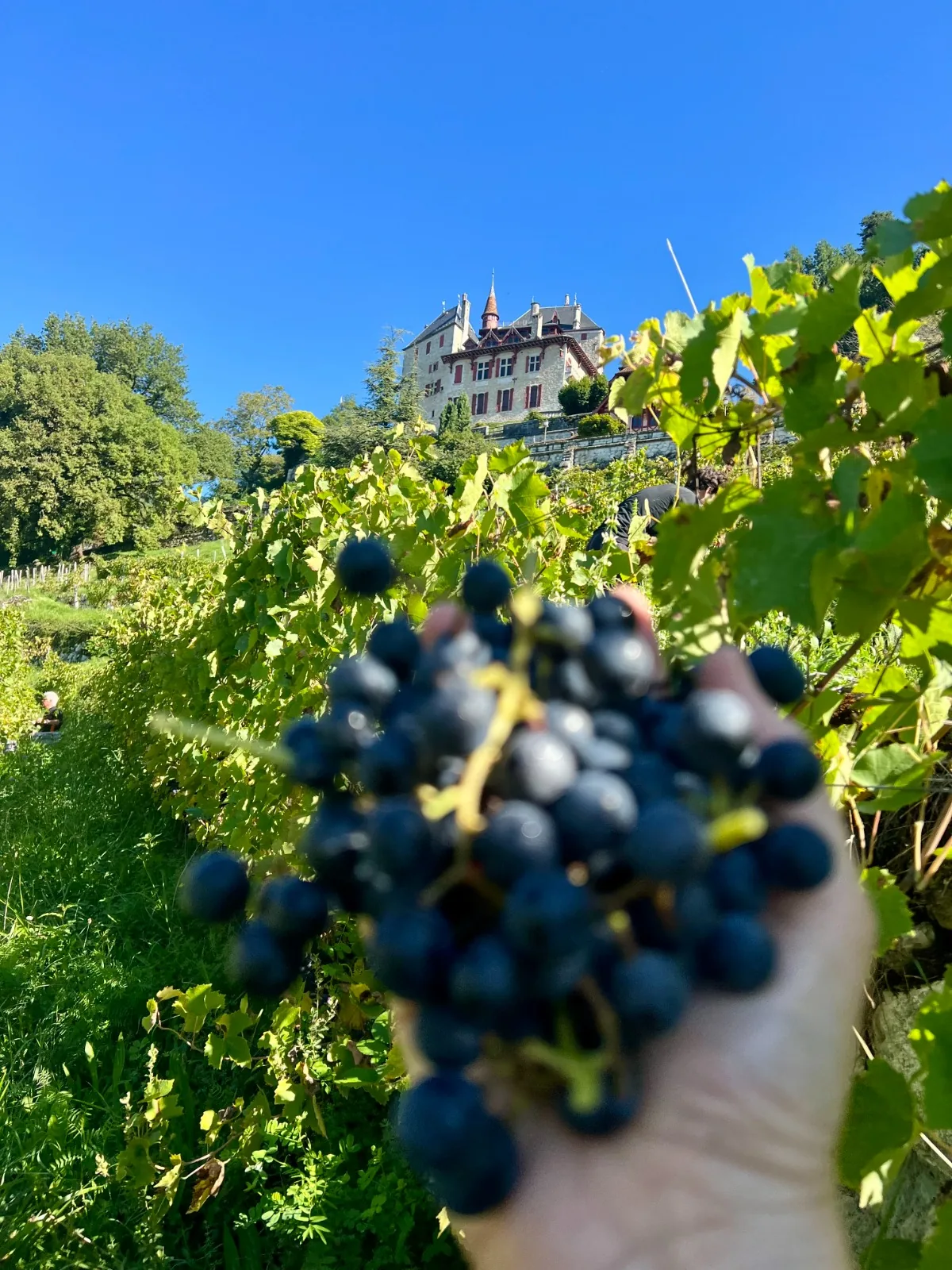 A hand holding a bunch of ripe dark grapes in the foreground of a sunny vineyard, with a Savoyard château on the hillside under a bright blue sky